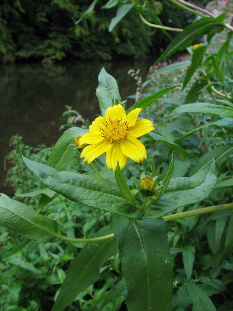 Жаксония цветок