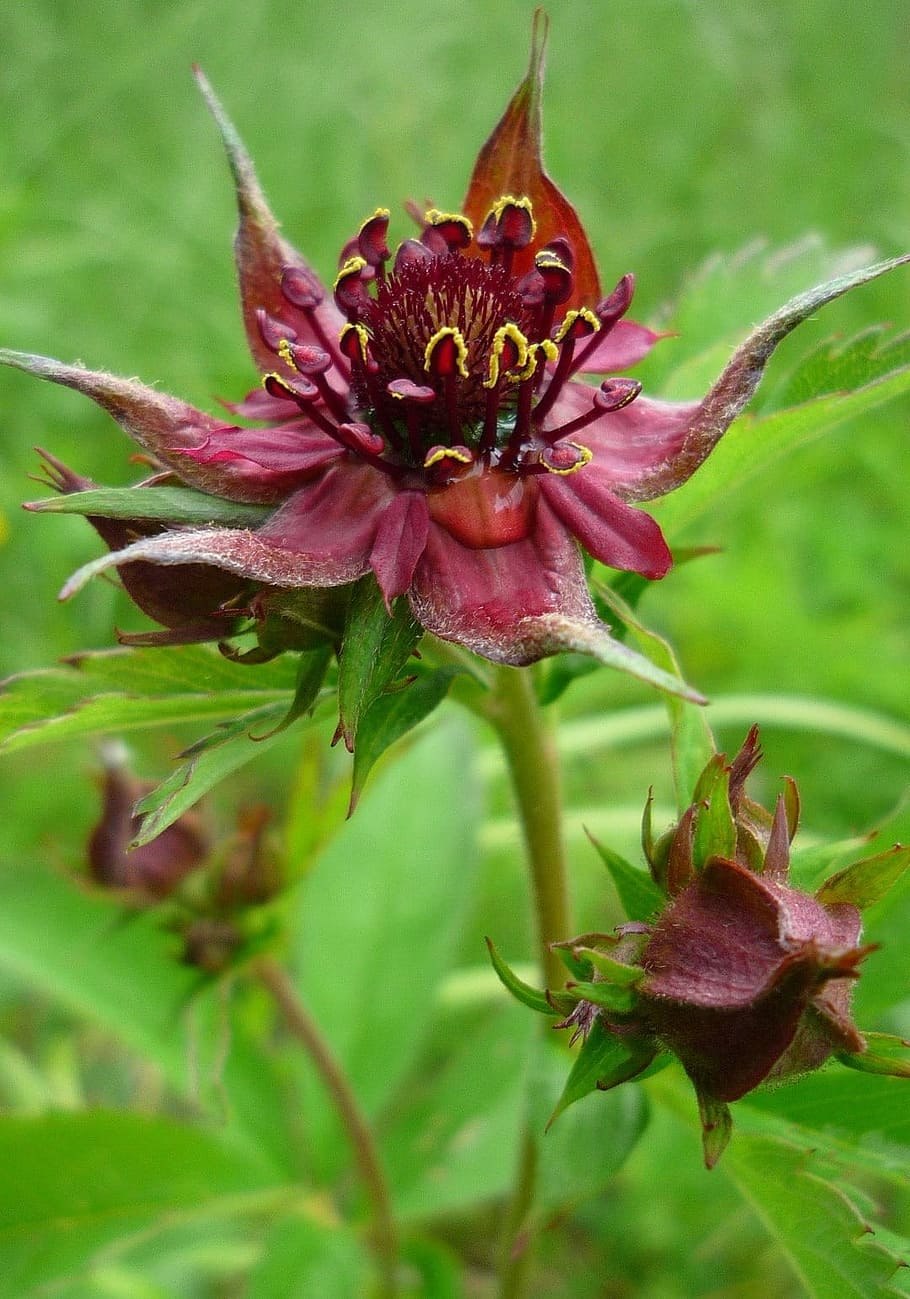 Растение сабельник болотный