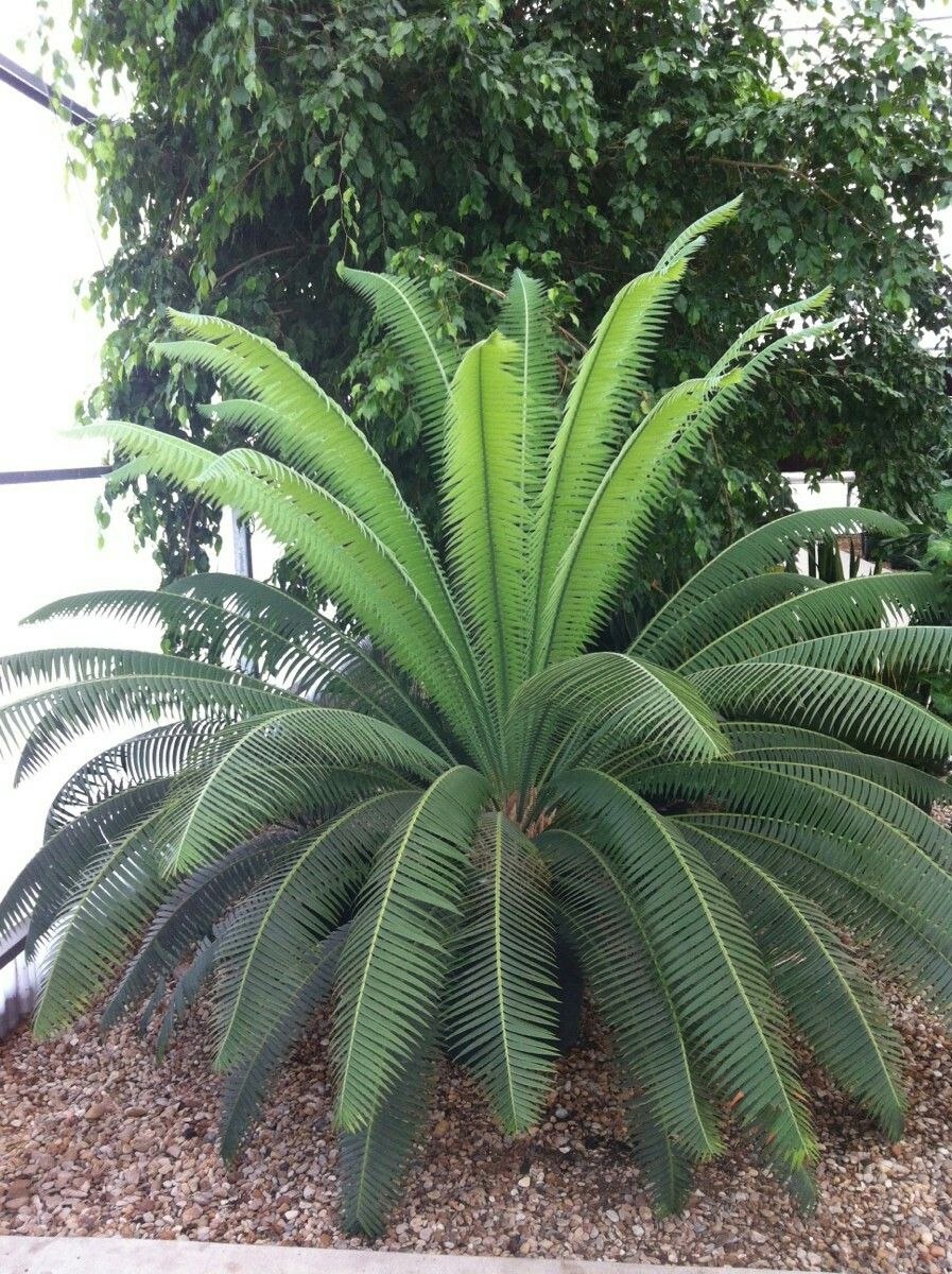 Диоон Меджа