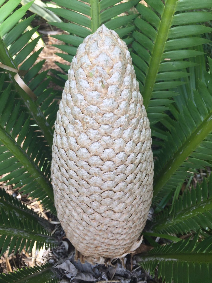 Растение Dioon edule