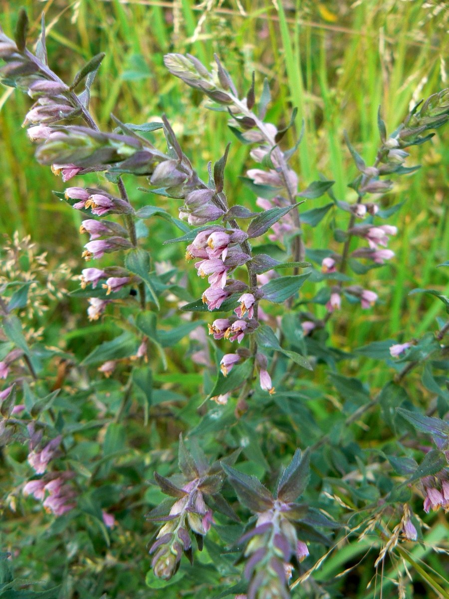 Зубчатка обыкновенная формула цветка