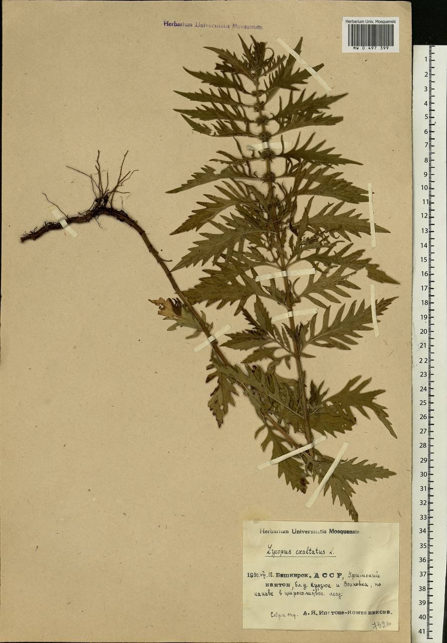 Lycopus exaltatus