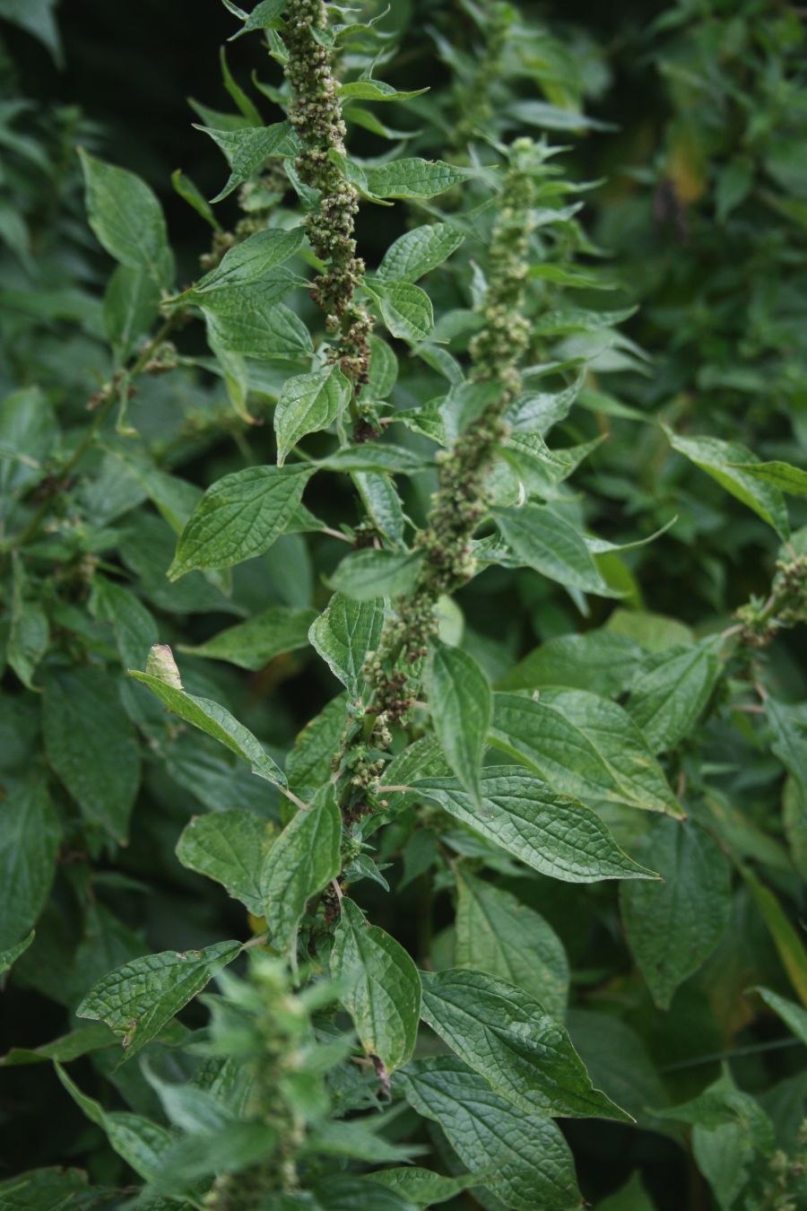 Постенница (Parietaria)