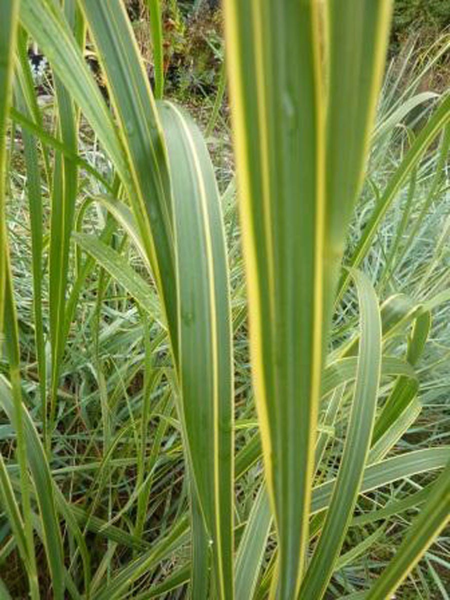 Злак Спартина