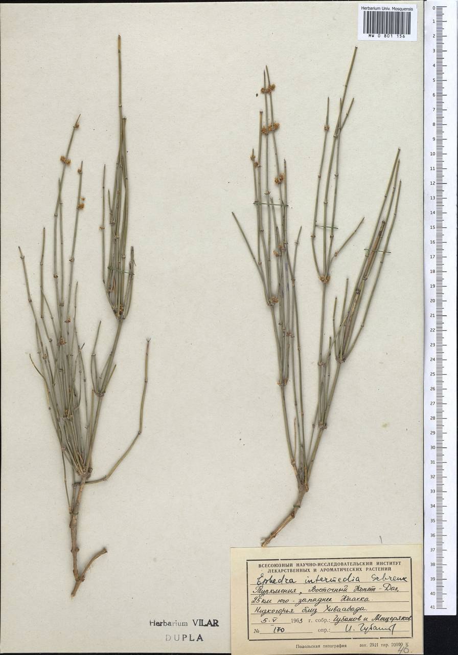 Хвойник даурский