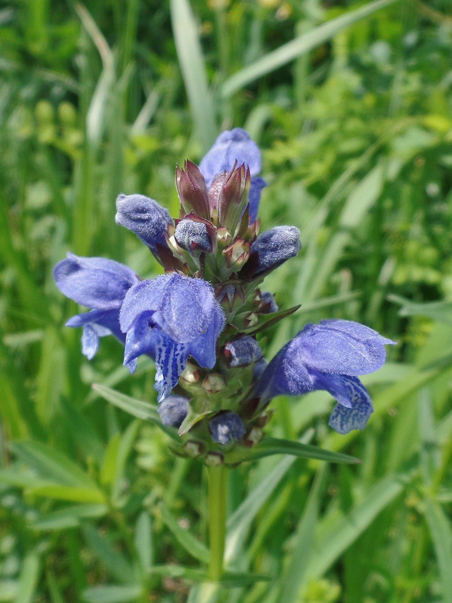 Змееголовник Рюйша (Dracocephalum ruyschiana)