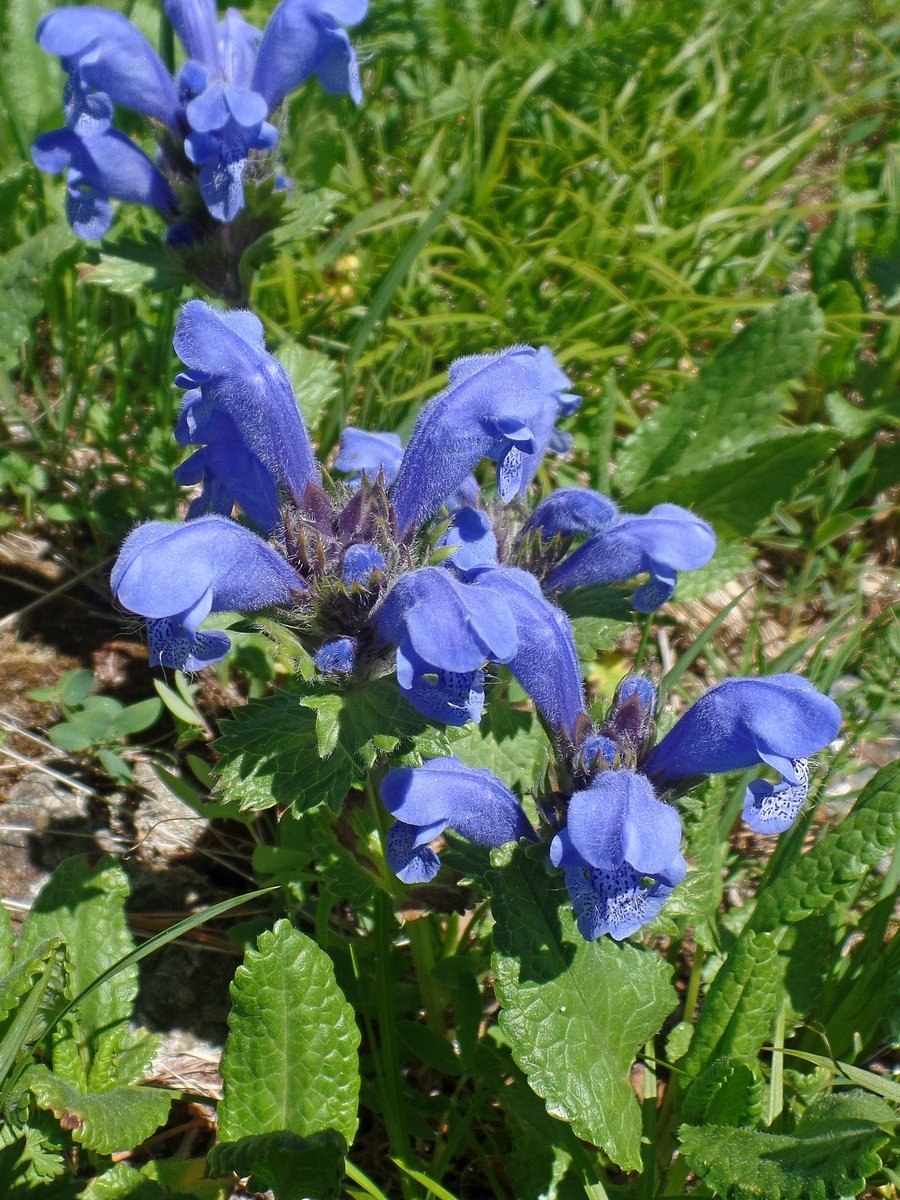 Змееголовник Рюйша Dracocephalum ruyschiana l.
