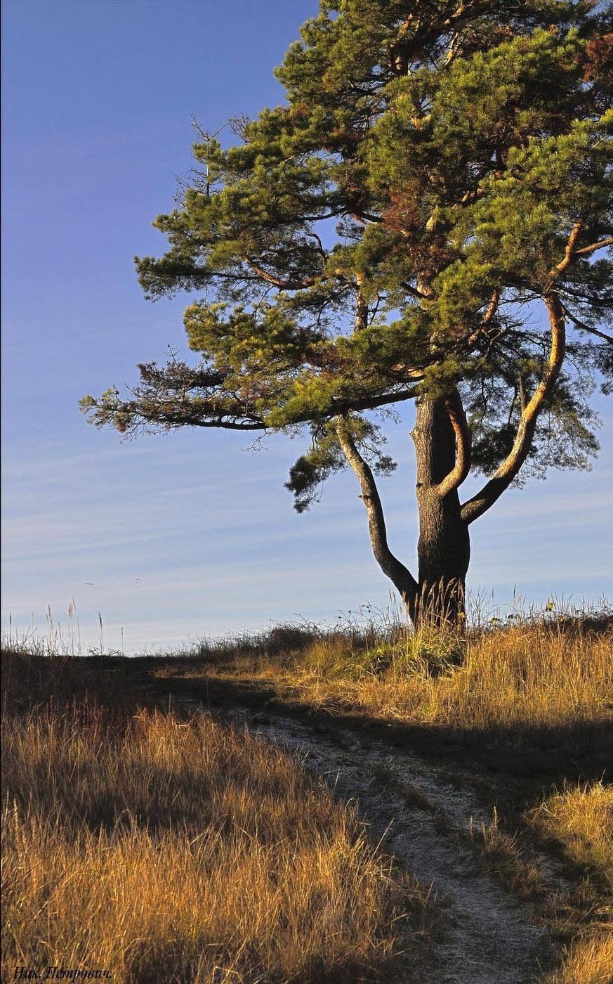 Одинокая сосна на севере