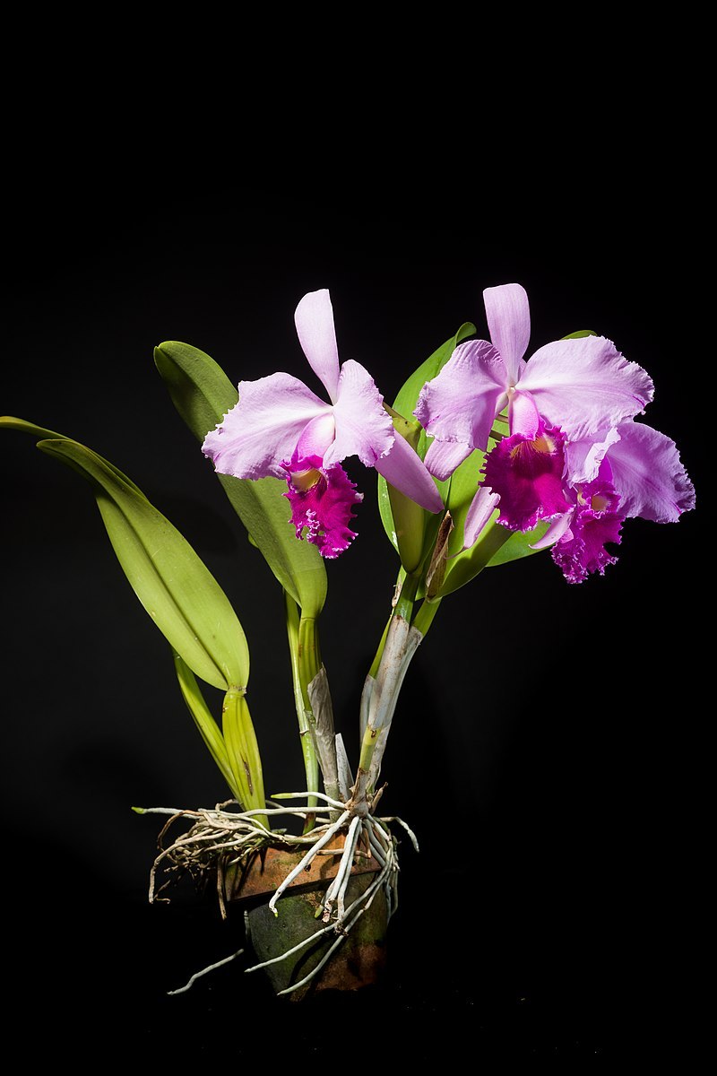 Орхидея Каттлея