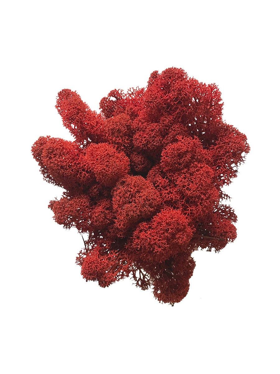 Красный мох ягель