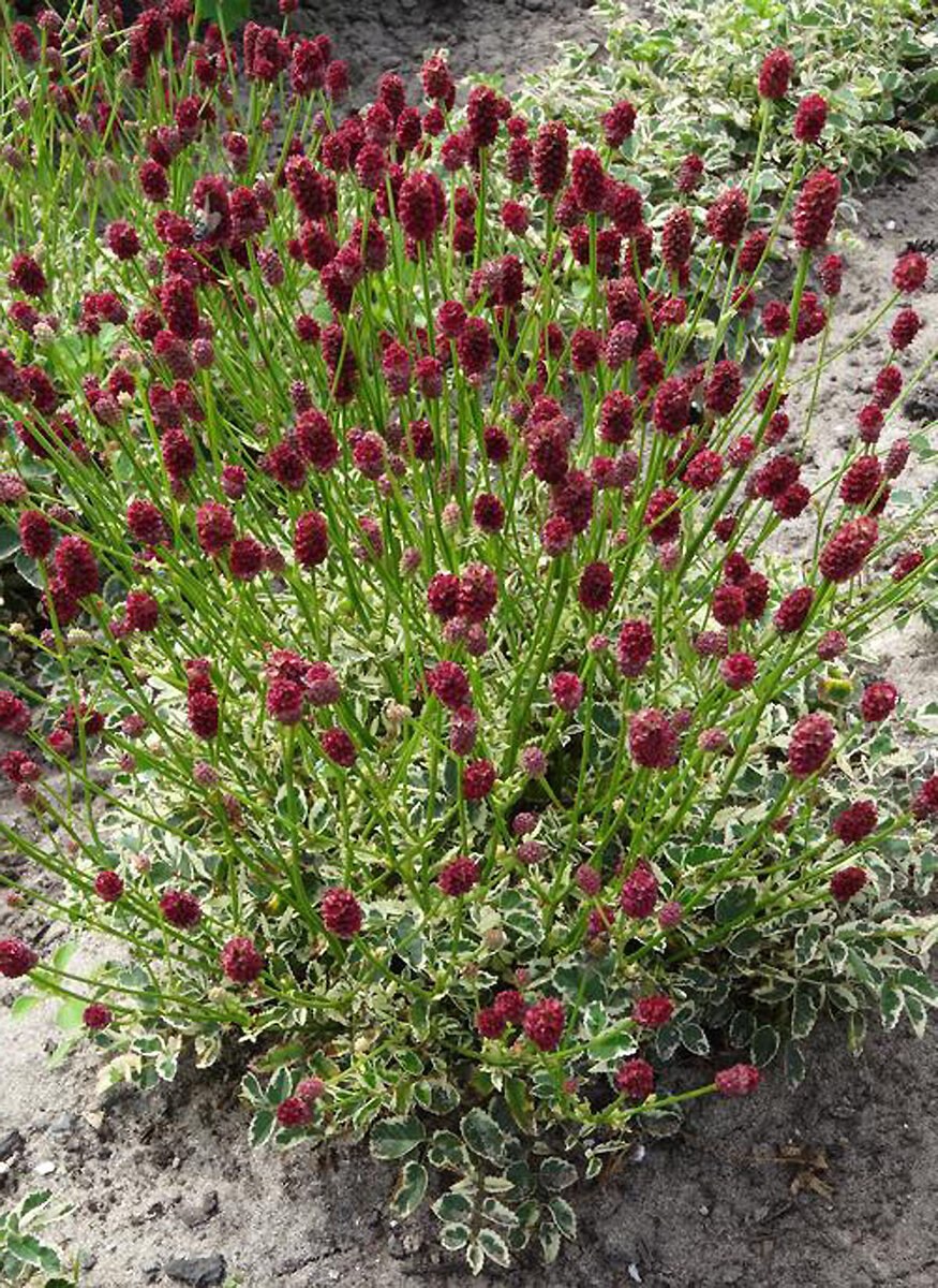 Кровохлёбка лекарственная