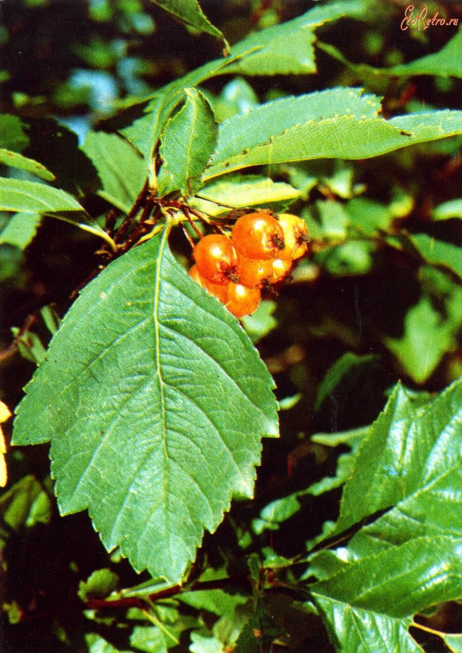 Боярышник Алтайский