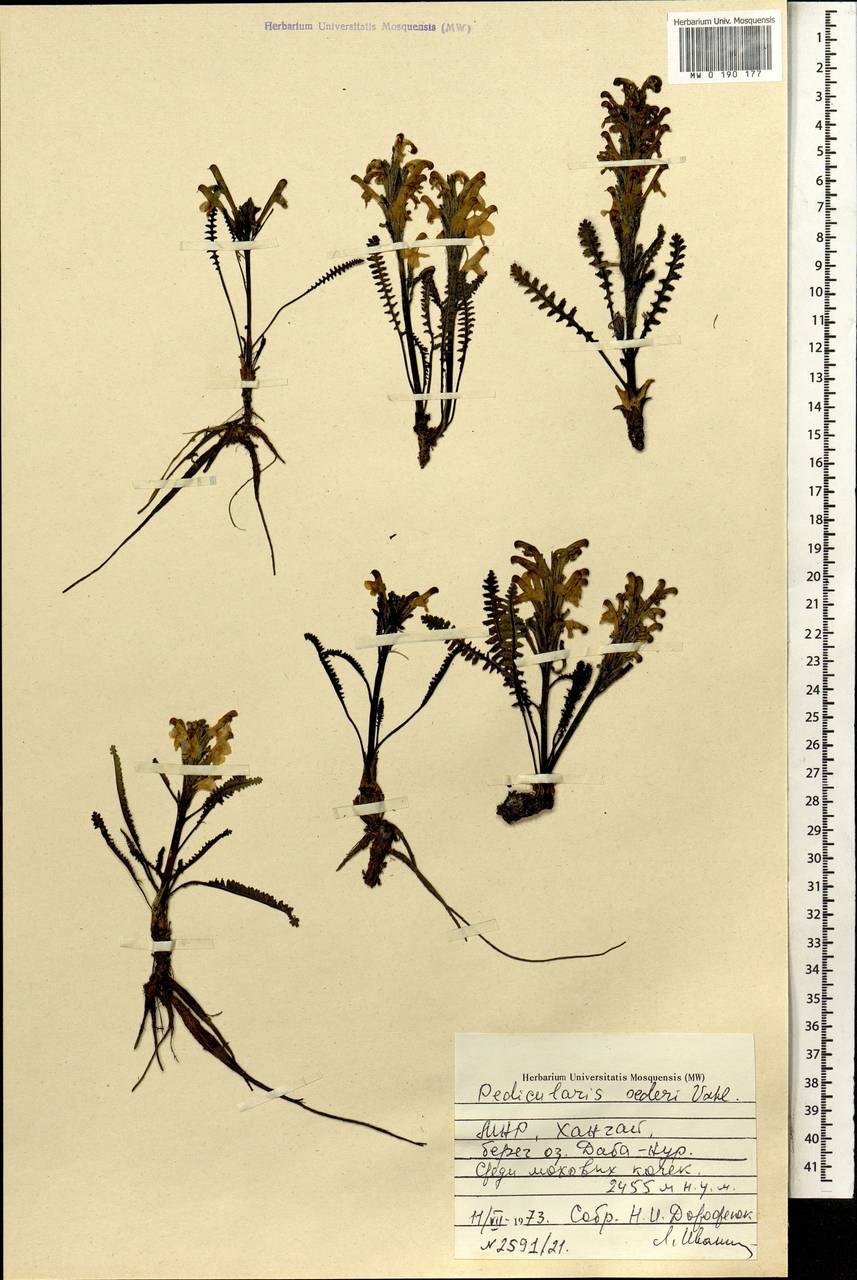 Pedicularis chroorrhyncha семена