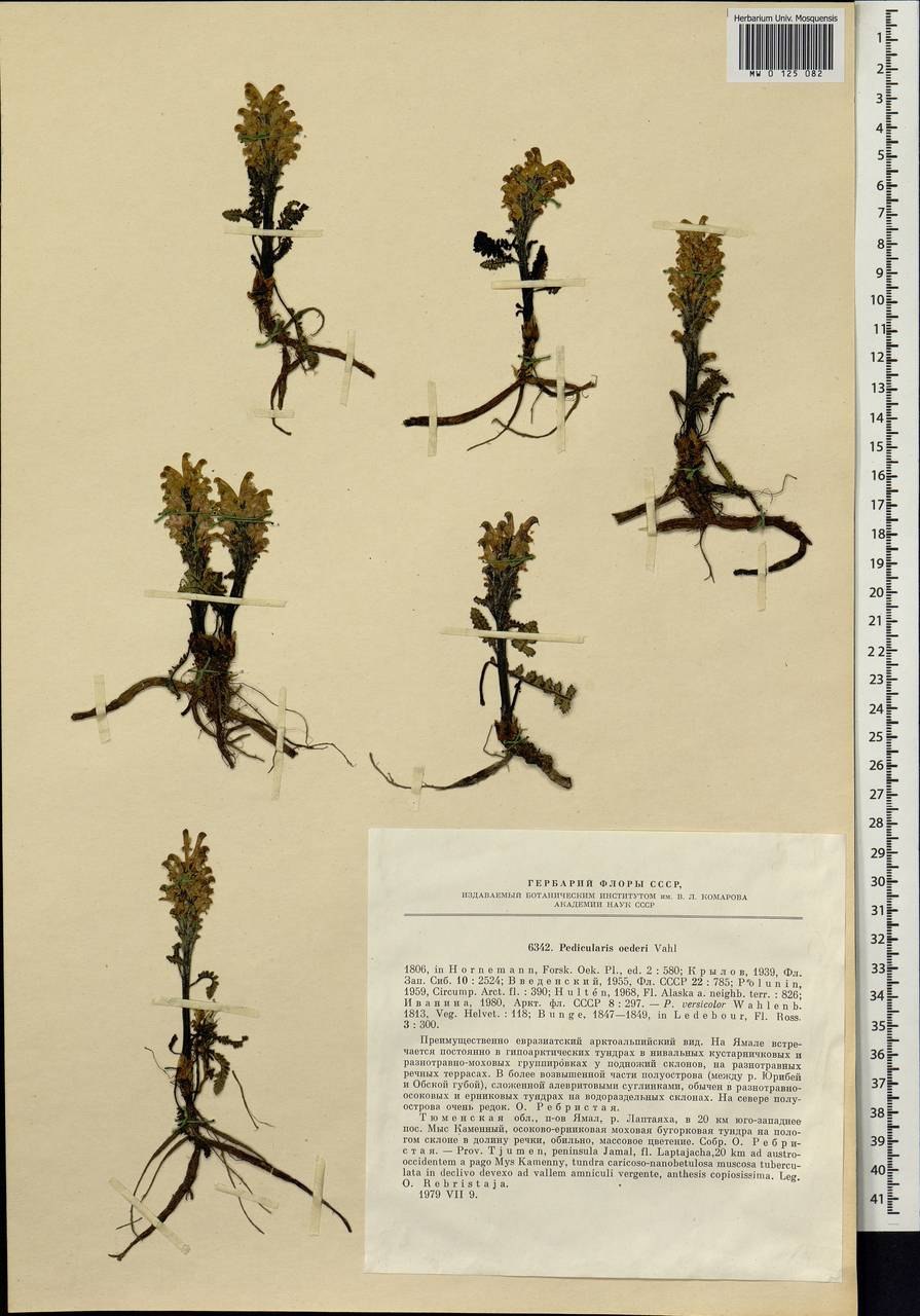 Мытник скипетровидный красная книга