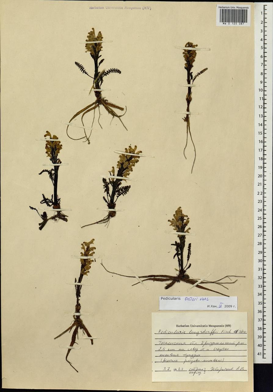 Мытник Кауфмана красная книга