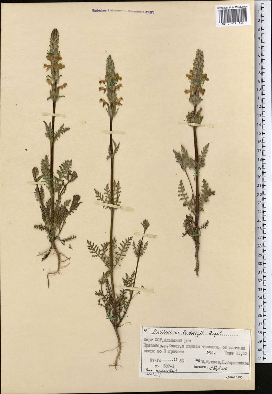 Мытник кавказский (Pedicularis caucasicab.)