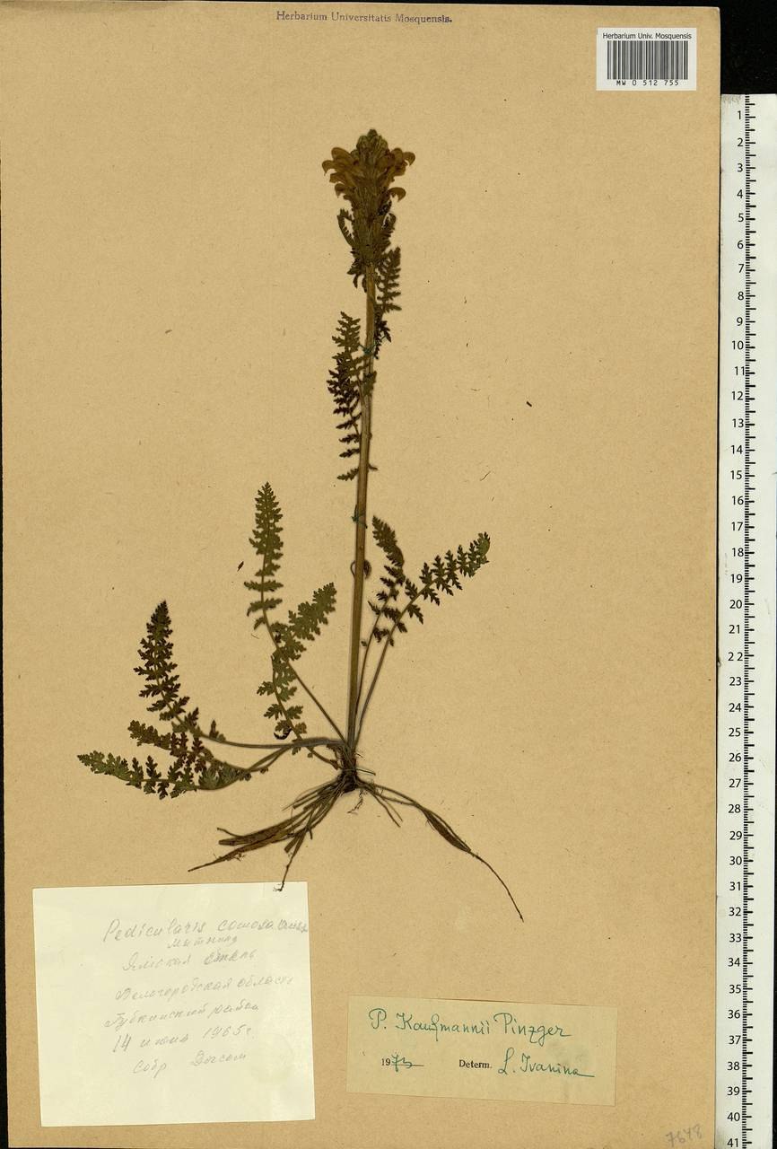 Мытник кавказский (Pedicularis caucasicab.)