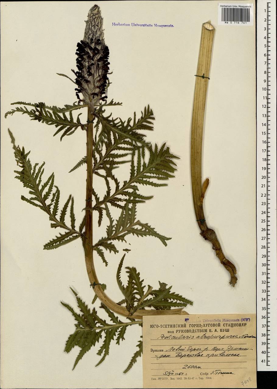 Мытник Кауфмана