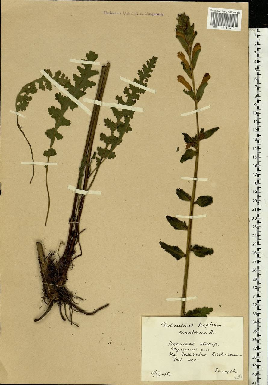 Pedicularis Atropurpurea