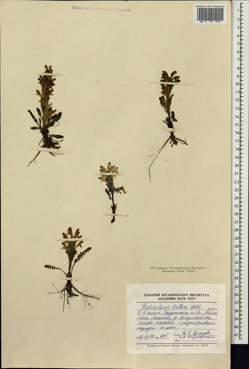 Мытник Лапландский