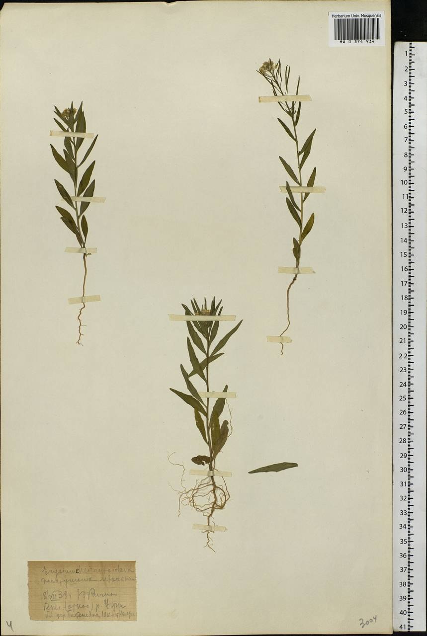 Erysimum cheiranthoides - желтушник левкойный