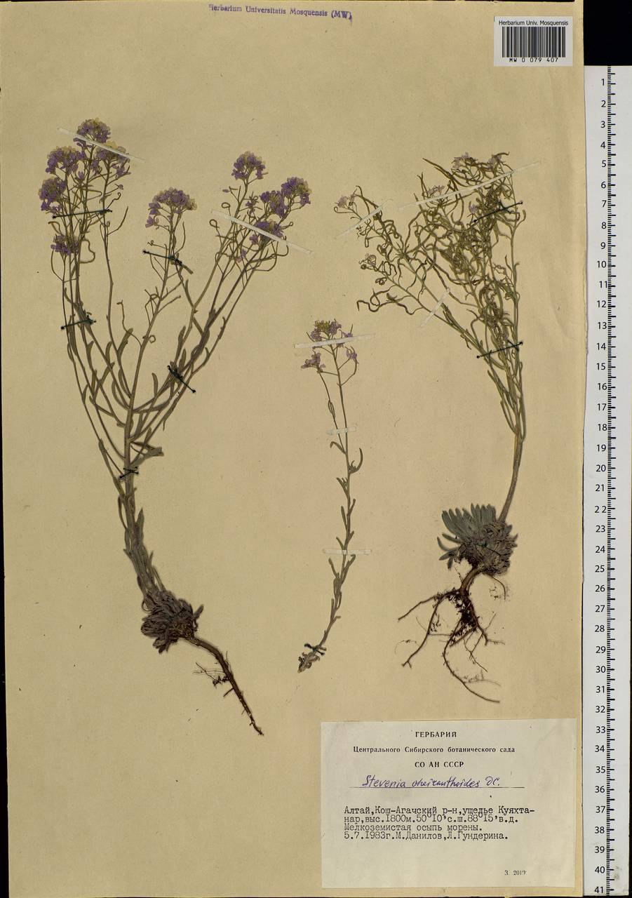 Stevenia cheiranthoides