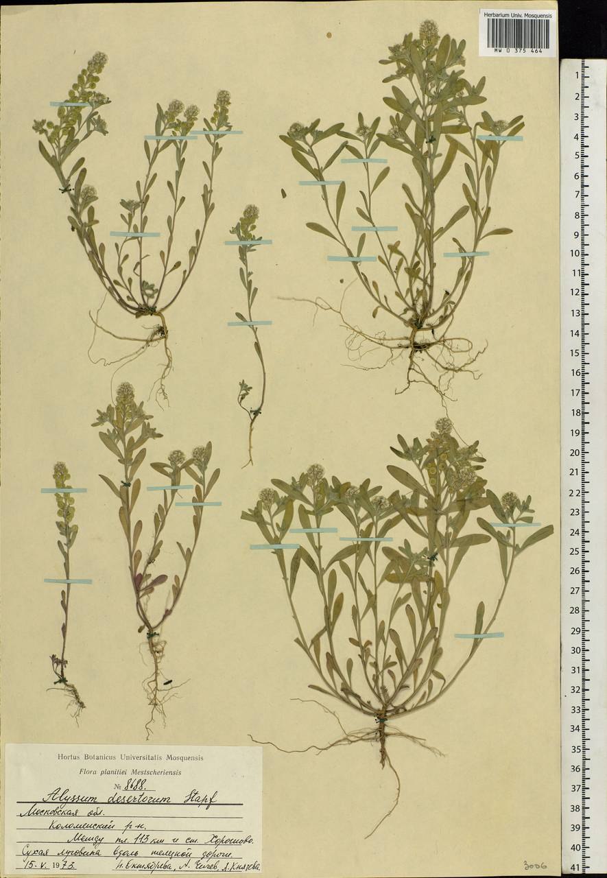 Crambe steveniana