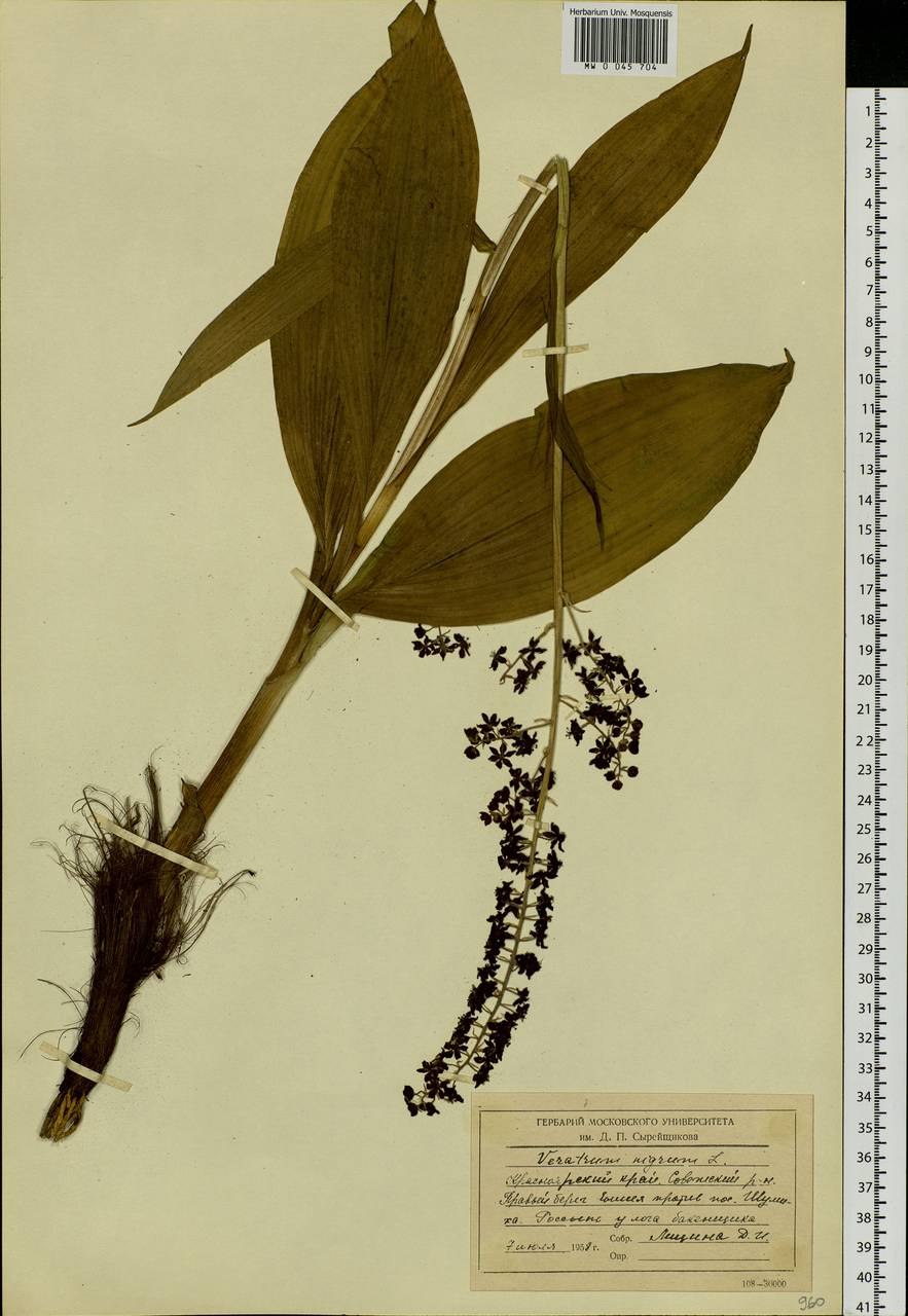 Чемерица Луговая