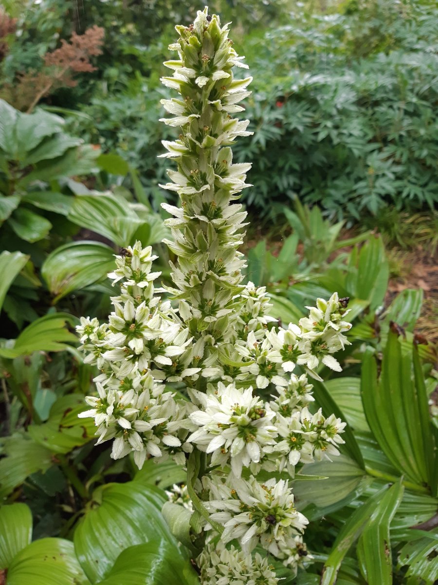 Чемерица Лобеля