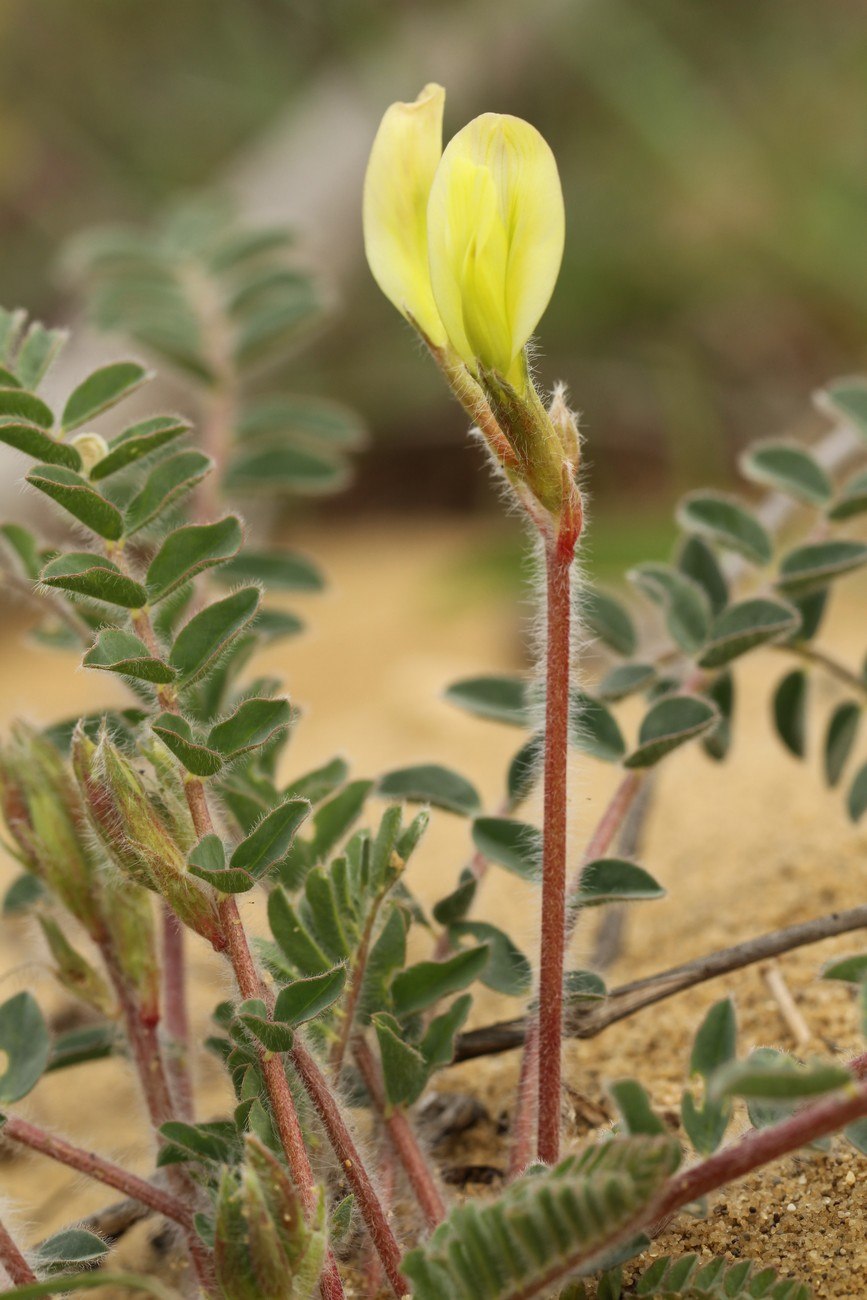 Astragalus longipetalus - астрагал длиннолепестковый