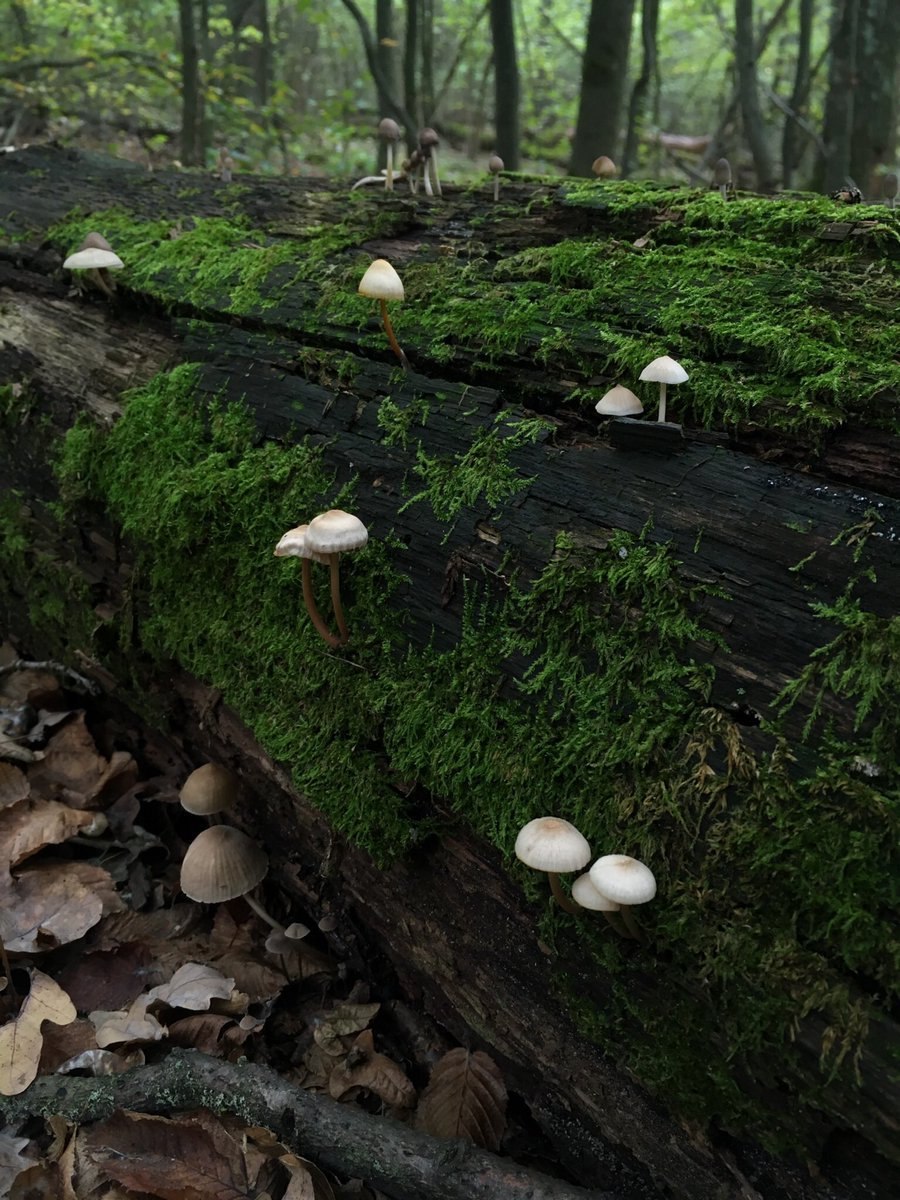 Каштановые грибы