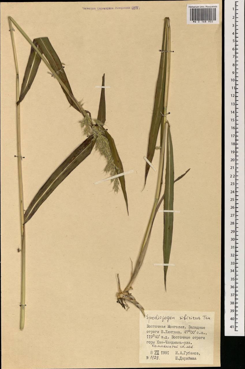 Лук привлекательный