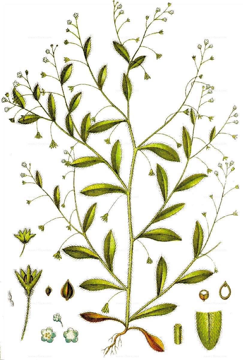 Ветка незабудки