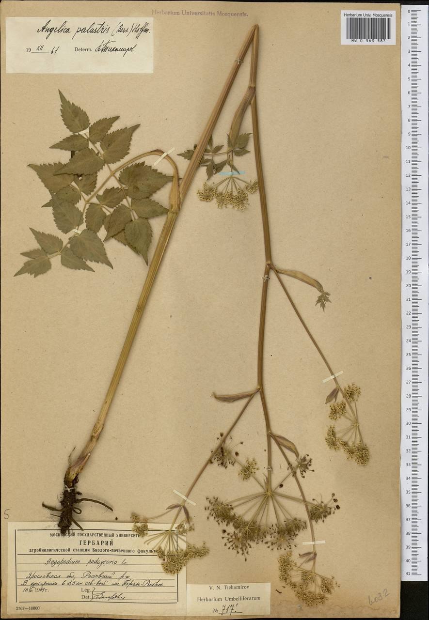 Дудник болотный