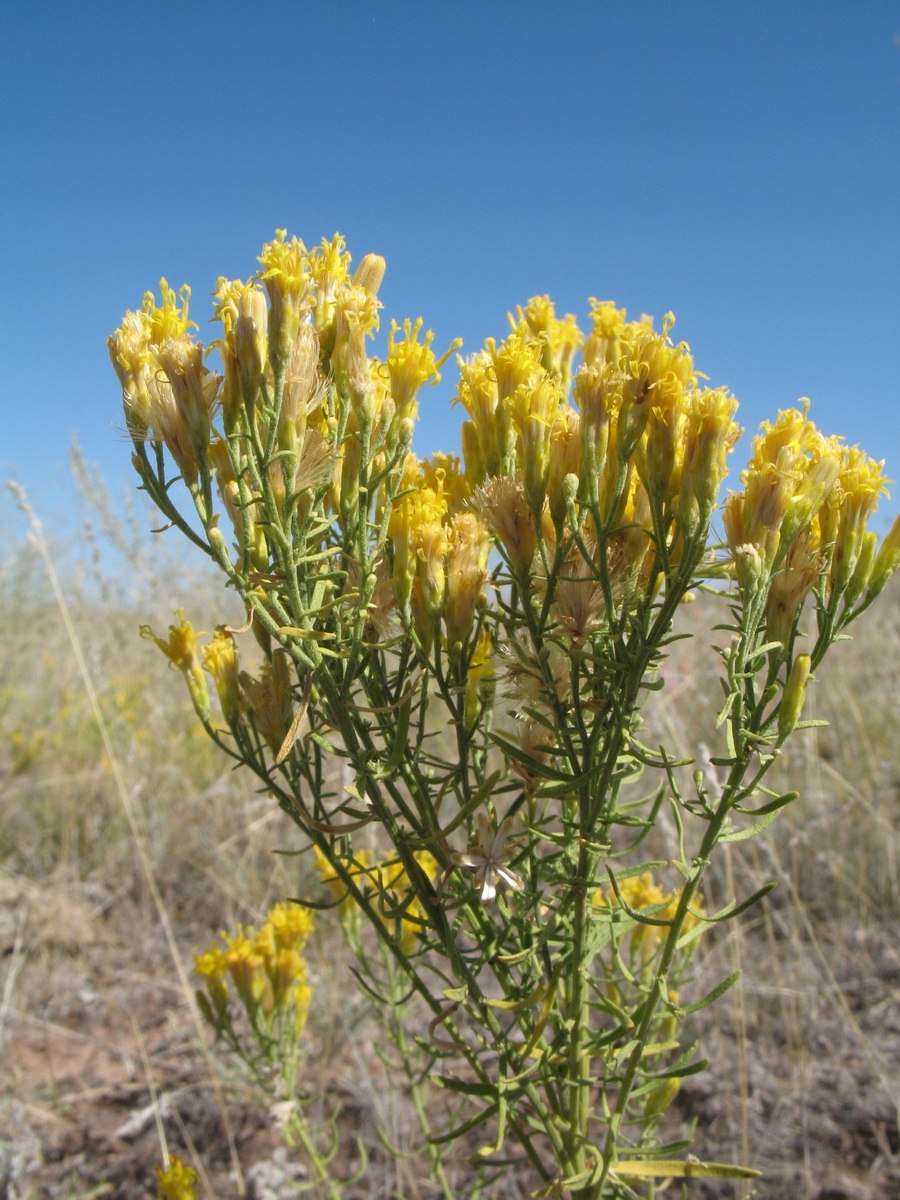 Солонечник Даурский