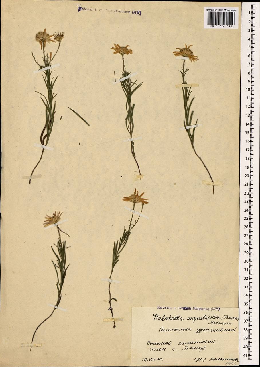 Солонечник обыкновенный