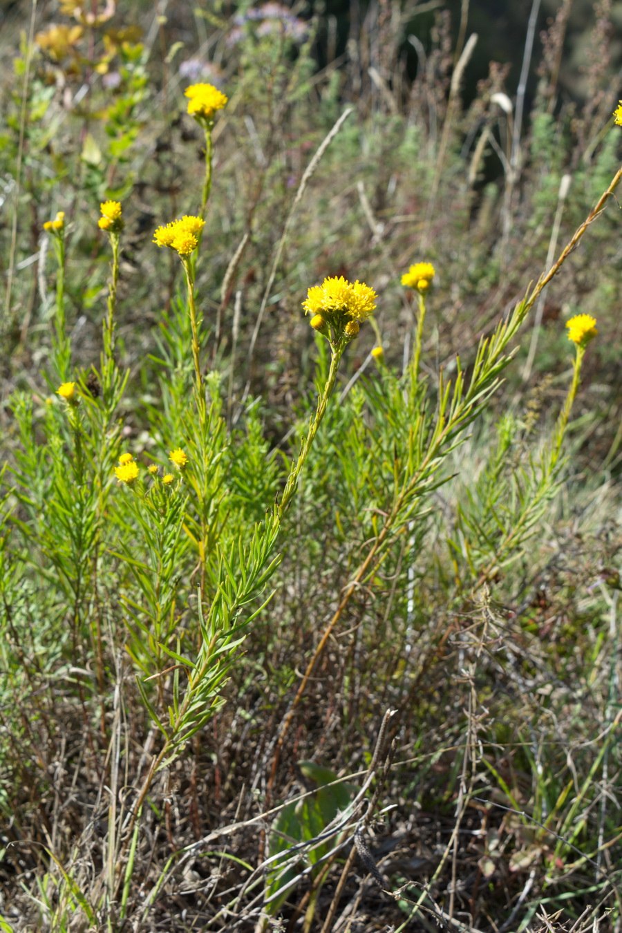 Солонечник узколистный