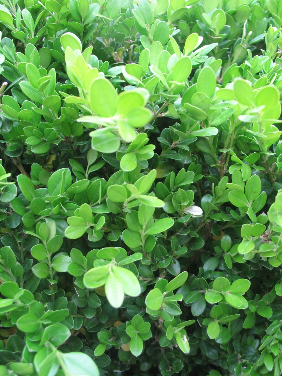 Акация миртолистная