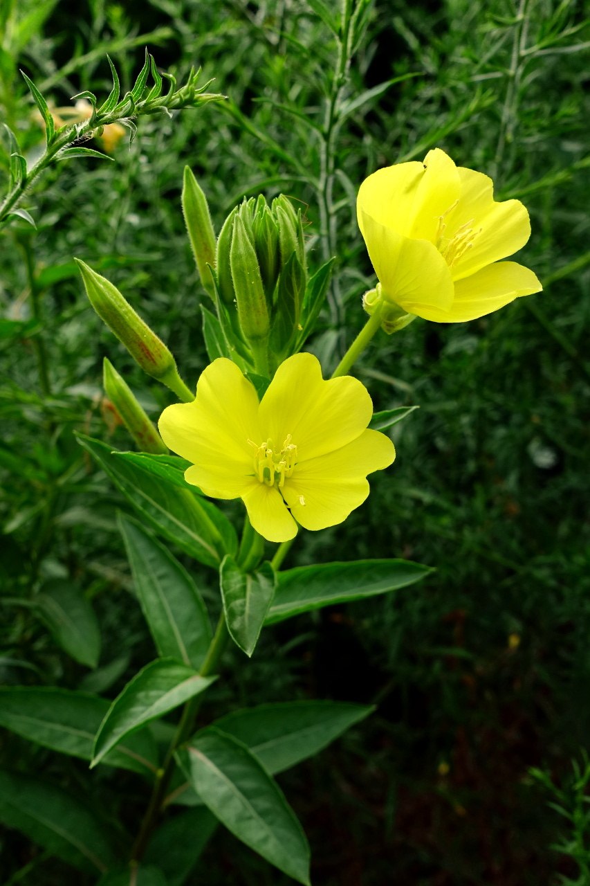 Ослинник двулетний (Oenothera biennis)