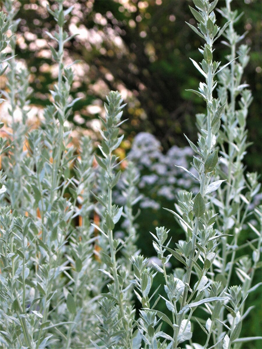 Artemisia Campestris l. Полынь
