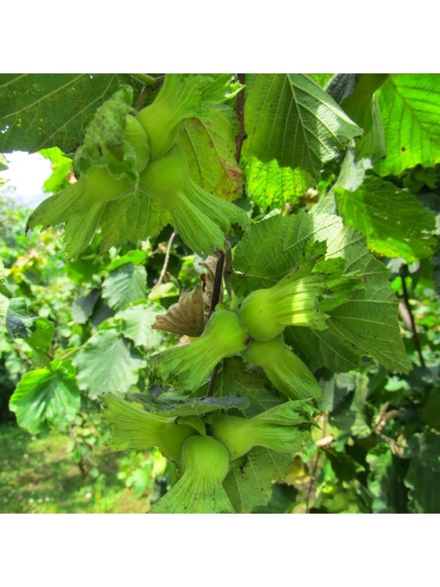 Лещина обыкновенная Пурпуреа