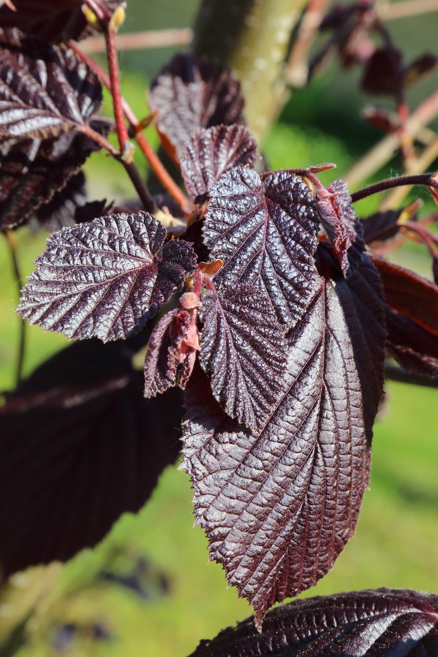 Лещина обыкновенная (Corylus avellana)