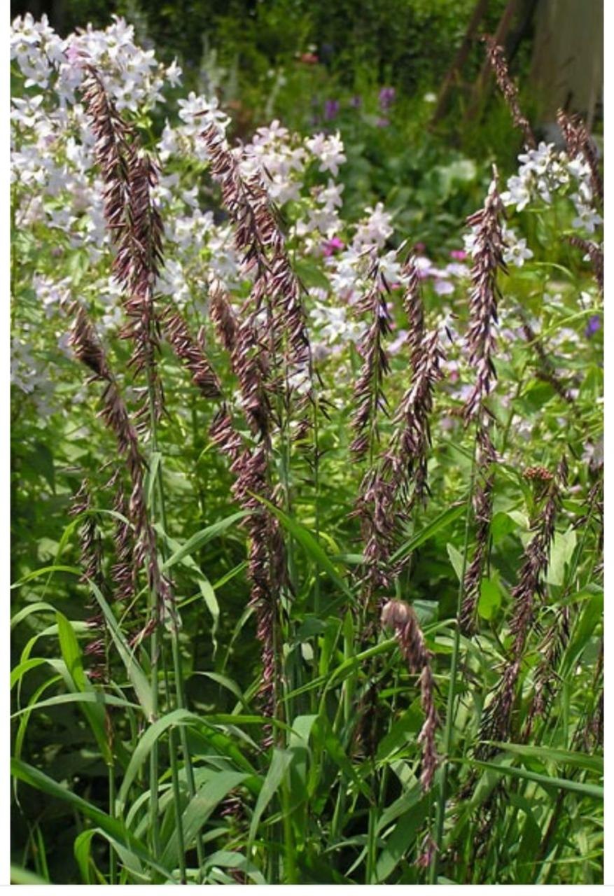 Перловник трансильванский