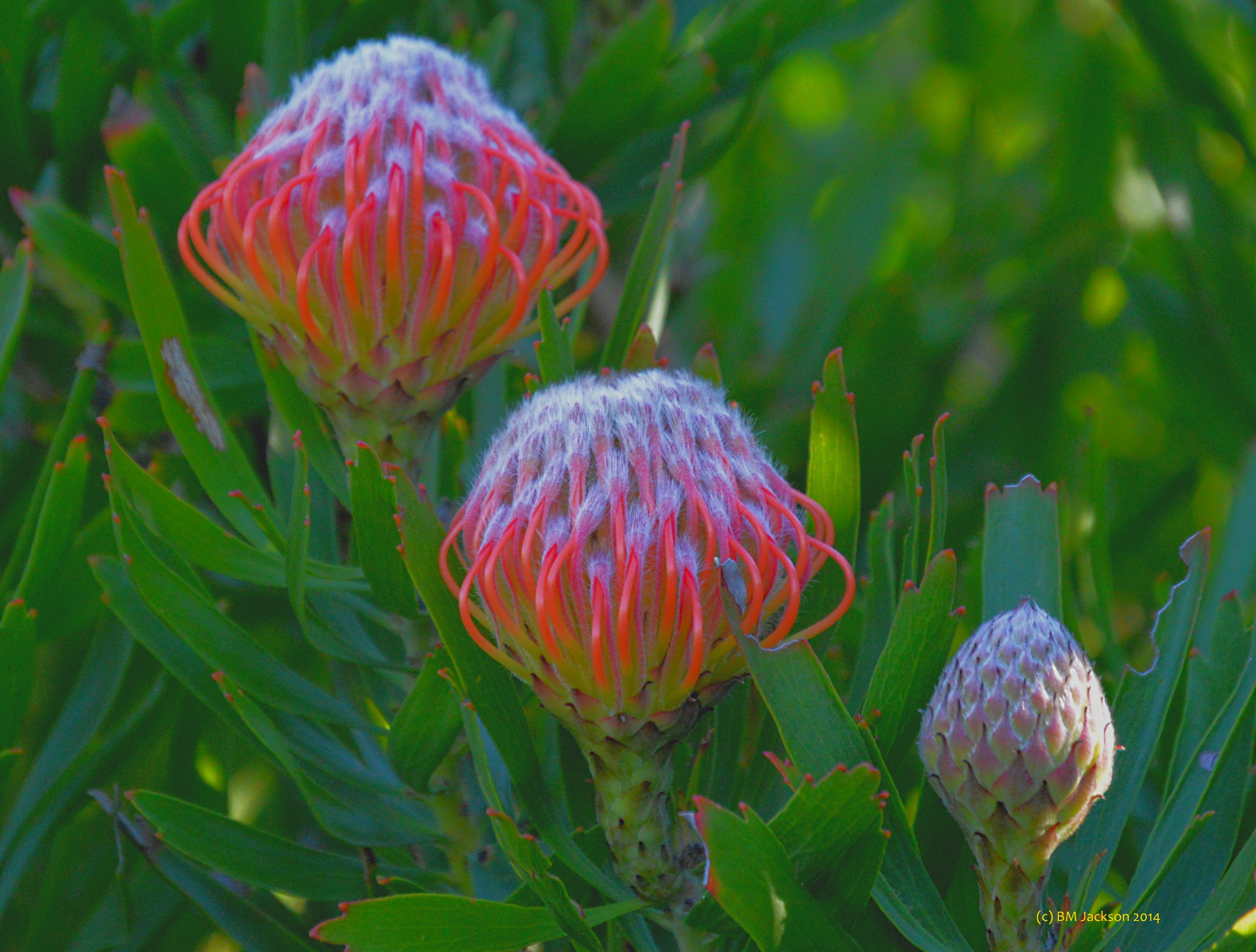 Pincushion Protea С†РІРµС‚РѕРє