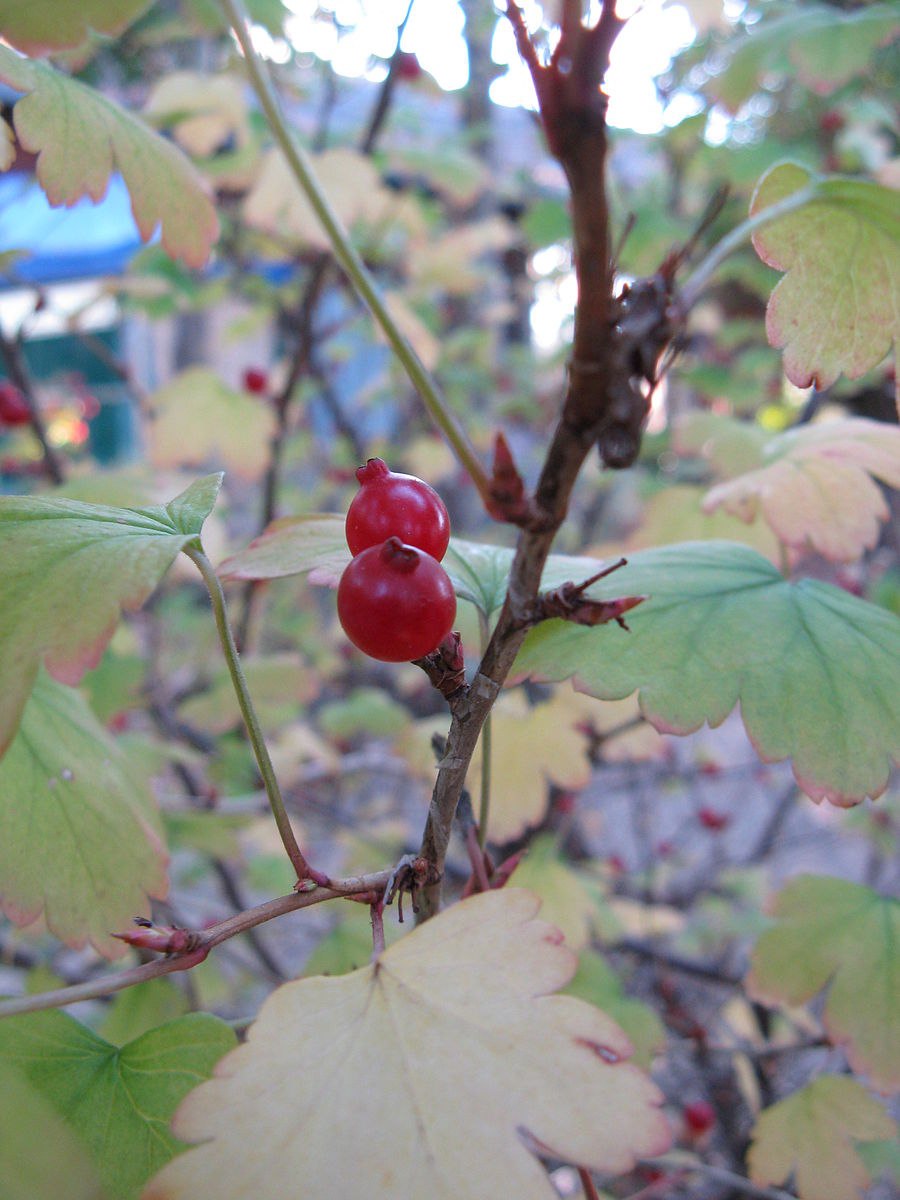 Смородина колючая