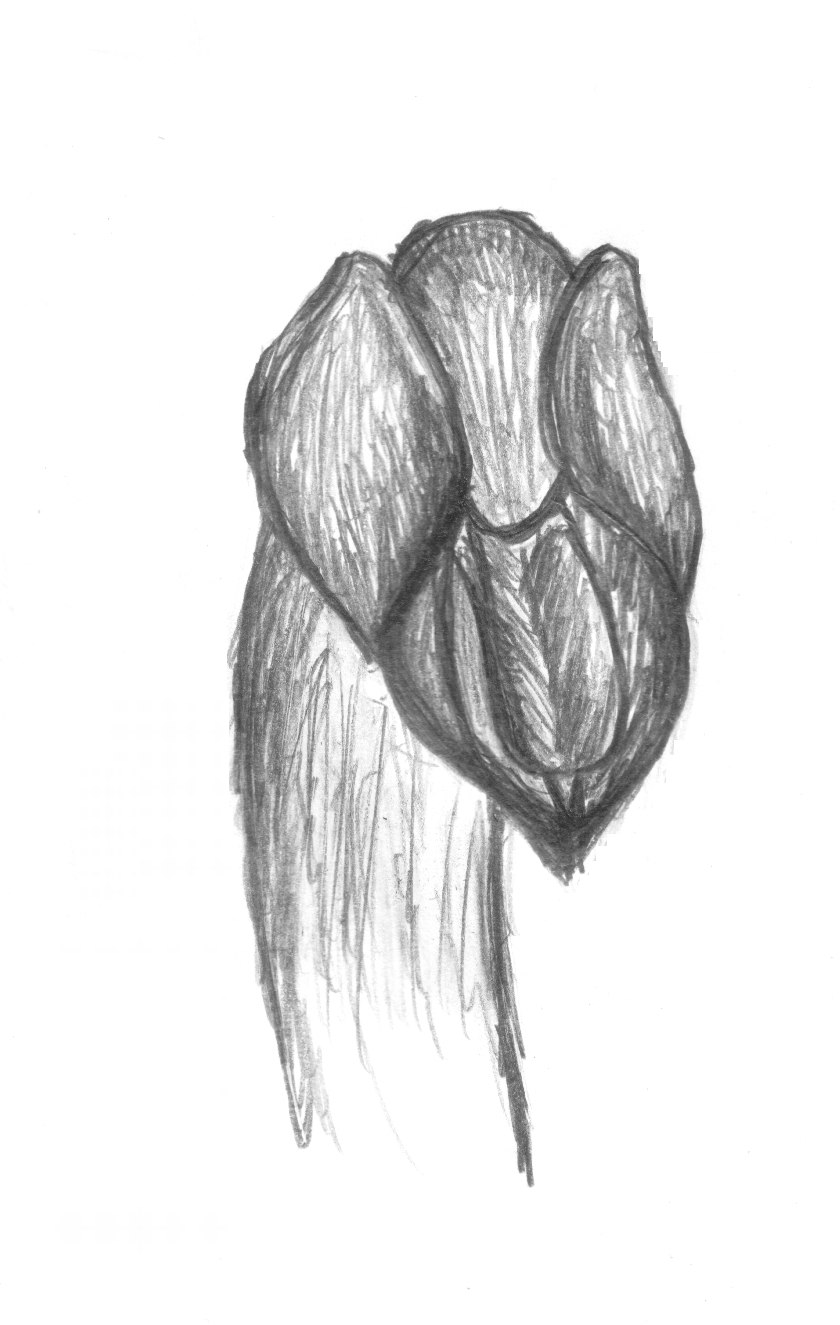 Лизурус Гарднера