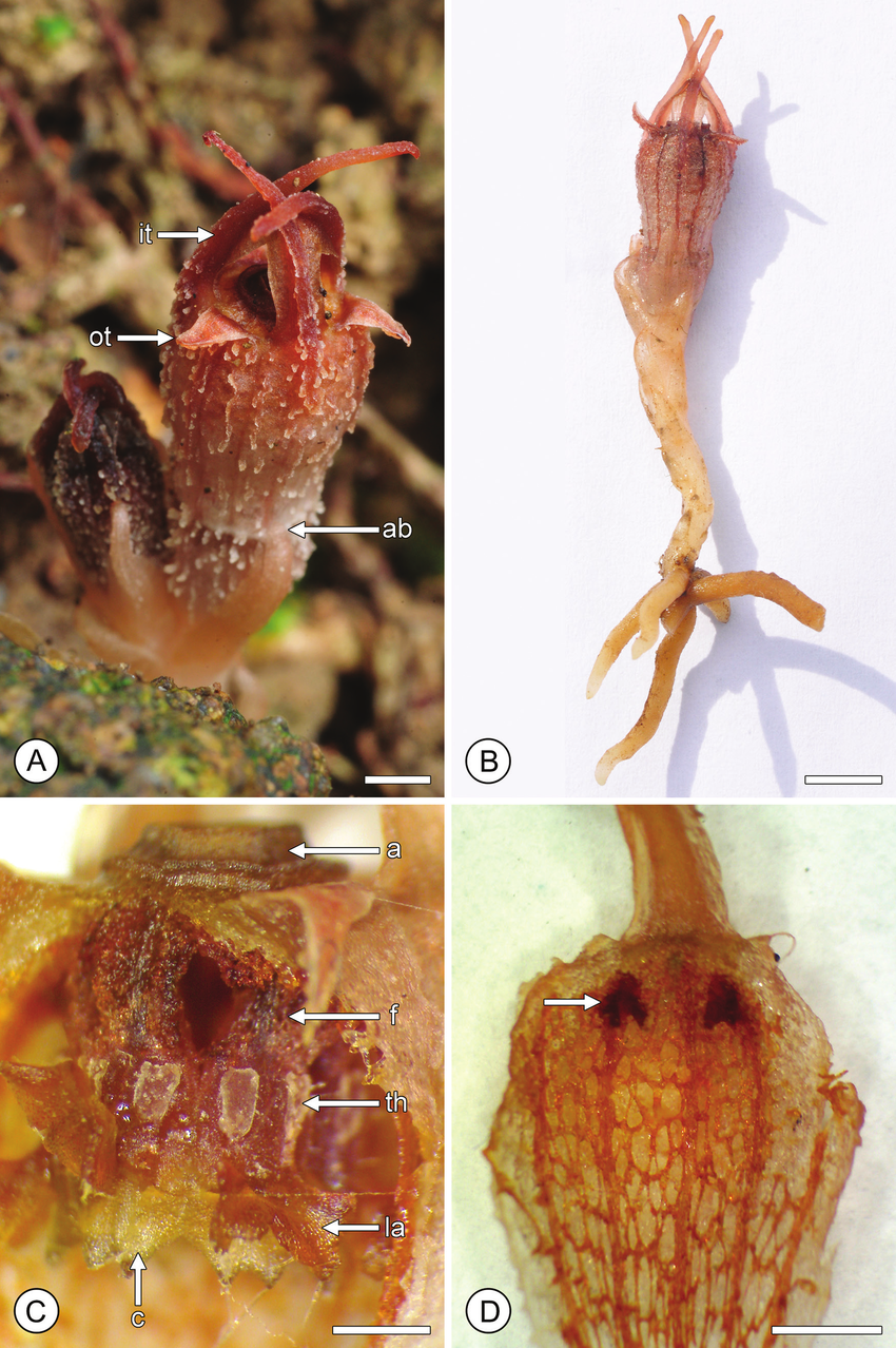 Bulbophyllum miniatum