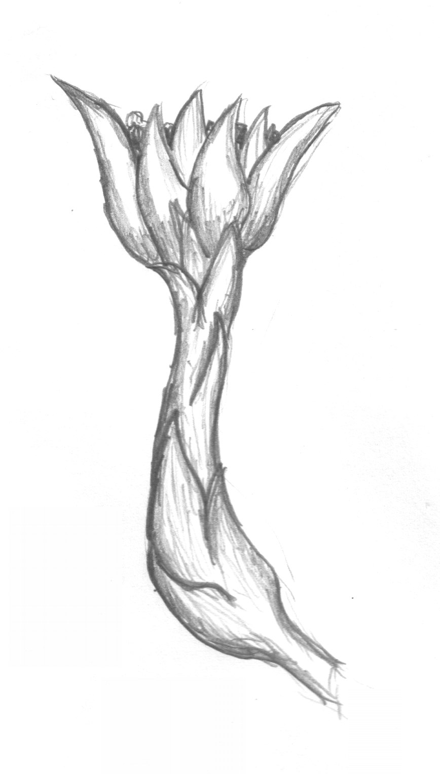 Орхидеи Папуа-новой Гвинеи