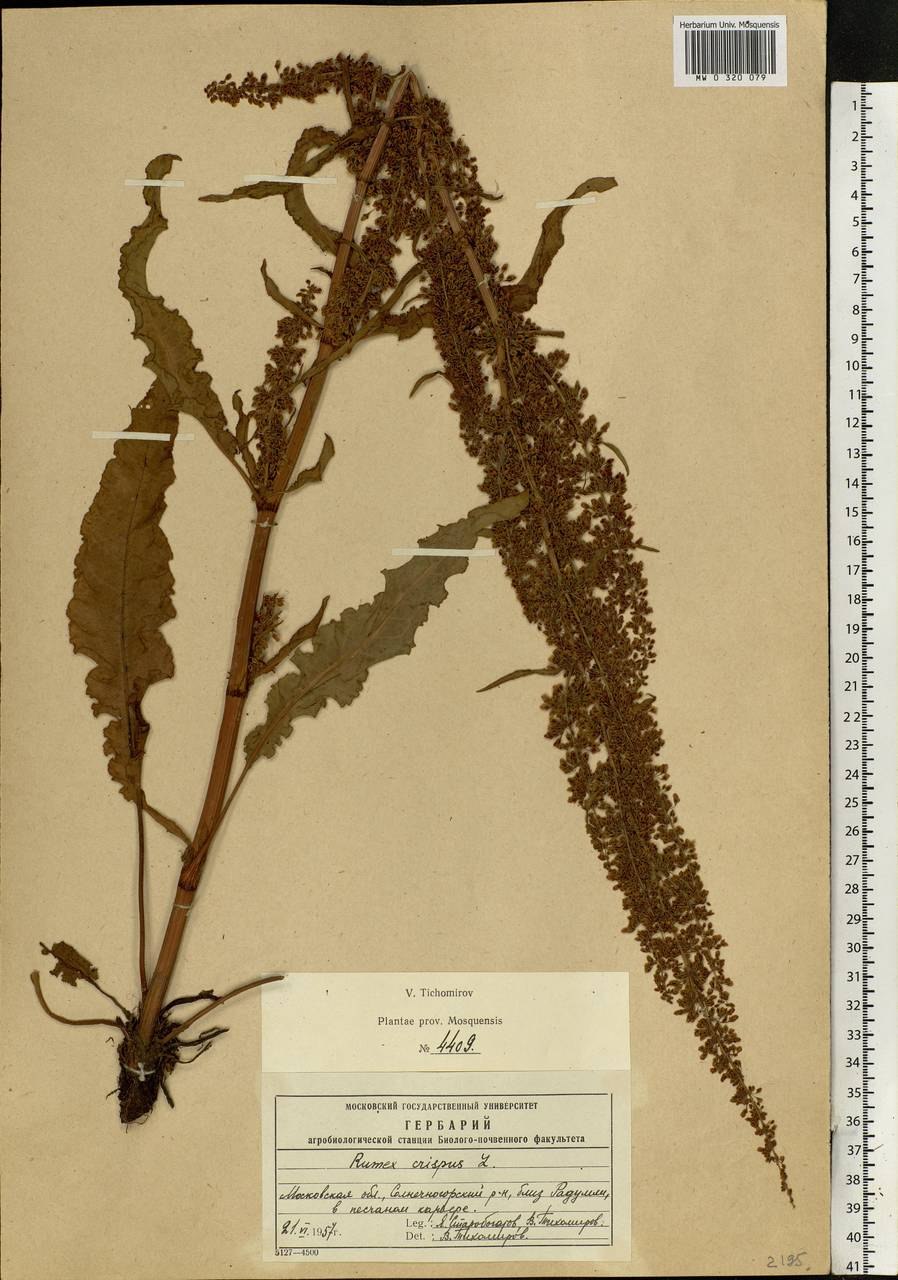 Щавель курчавый