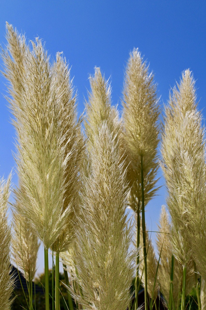 Agropyron dasyanthum